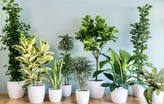 Cây Xanh Để Bàn – Quà Tặng 20/11 Ý Nghĩa Cho Cô Giáo Món Quà Của Sự Bình An Và Tươi Mới